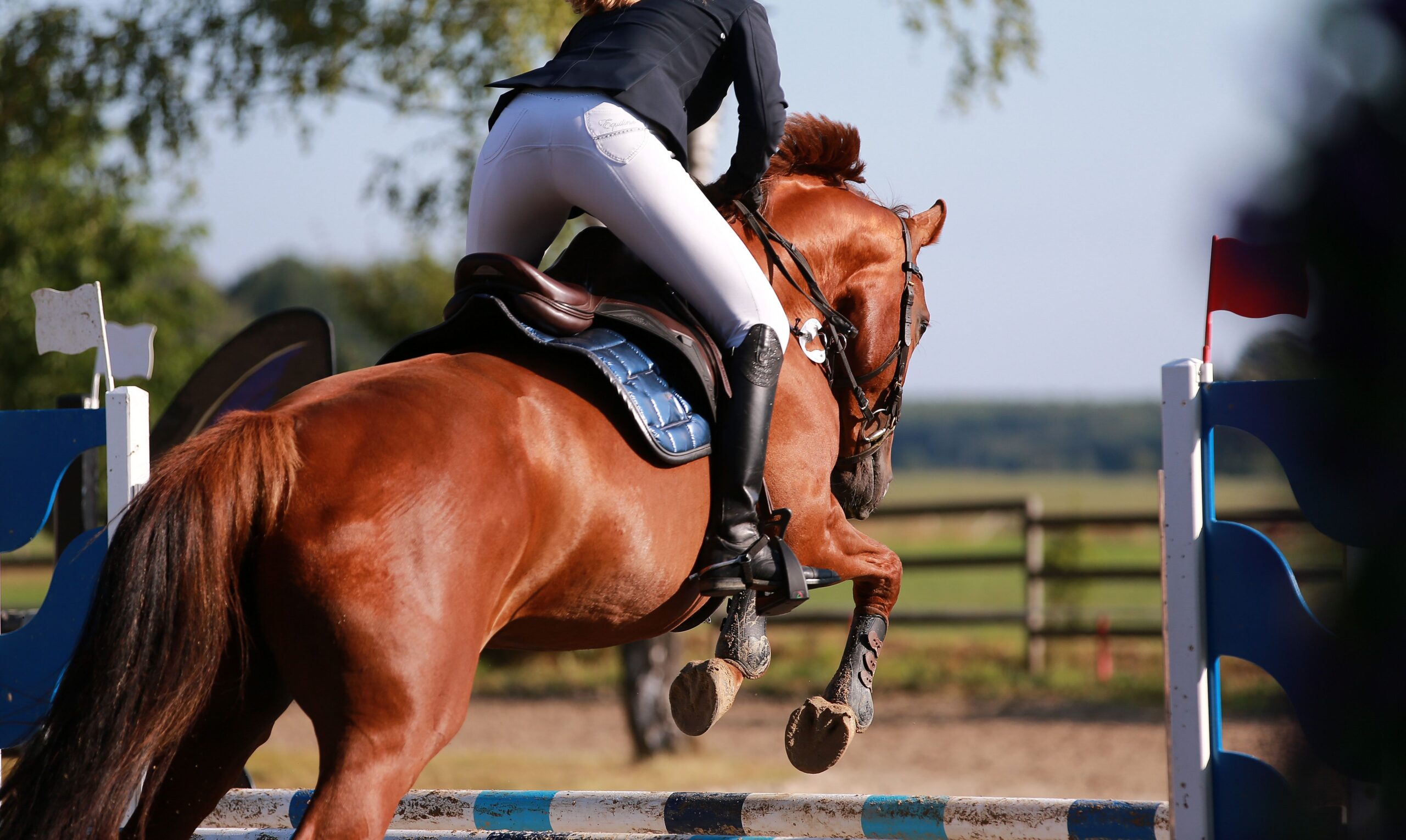 Horse and rider practicing a controlled jump during training